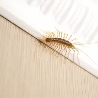 centipede on ground