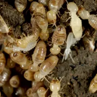 Eastern Subterranean Termites | Preferred Pest Control