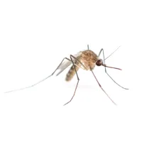 close up of a mosquito in Toms River