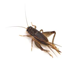 a close up of a field cricket