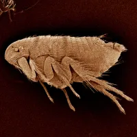 close up of a flea