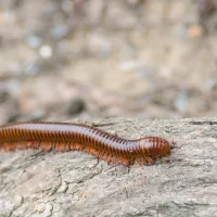 a brown and black worm on a rock