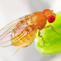 Close-up of a small fruit fly with red eyes perched on a green plant stem with translucent wings visible.