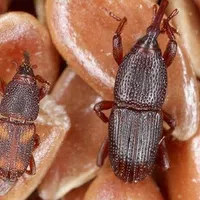 Grain weevil