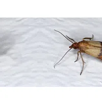 Close-up of a Indian meal moth with patterned wings resting on a textured white surface.
