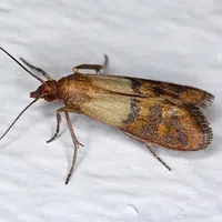 Close-up of a indian meal moth