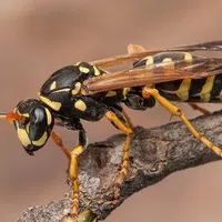 Close-up of a black and yellow paper wasp perched on a brown tree branch.