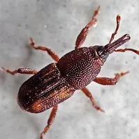Close-up of a brown rice weevil with textured body and long snout on a light surface.