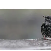 Starling bird perched on a weathered wooden surface with a soft blurred background.