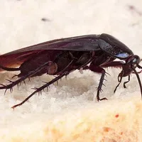 Close-up of a Smoky Brown cockroach with long antennae on a light textured surface, possibly a piece of bread.