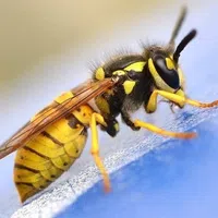 Yellow Jacket Wasps | PestNow