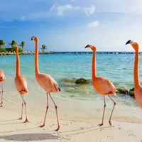 Five flamingos standing in a line on a sandy beach beside clear blue ocean water and rocks under a partly cloudy sky.