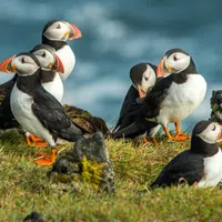 Group of Atlantic puffins standing on grassy cliff beside ocean with rocks and blue water background.