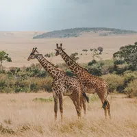 Two giraffes standing in tall dry grass with trees and hills in the background under a cloudy sky