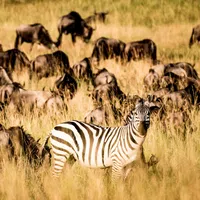 Zebra standing among a herd of wildebeests in tall golden grass on a sunny day in the savannah