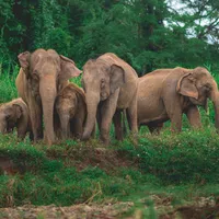 A family of five elephants standing closely together in a lush green forest clearing.