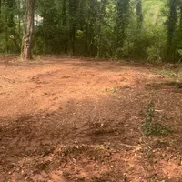 a dirt road in the woods