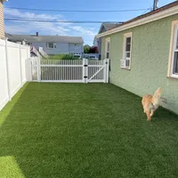 a dog walking on grass