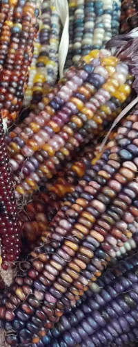 Colorful Indian corn ears with multicolored kernels in shades of yellow, red, purple, and white close-up.