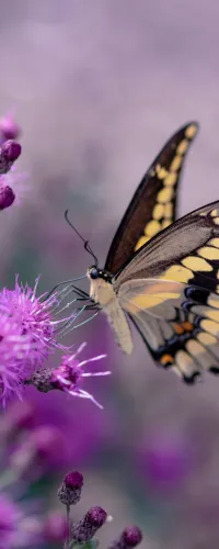 Yellow and black butterfly perched on vibrant purple flowers with a soft pinkish background.
