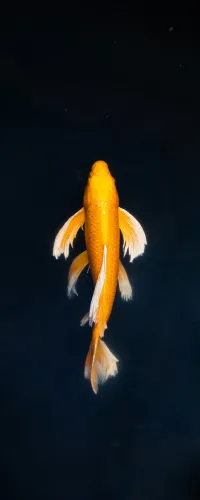 a fish in the water