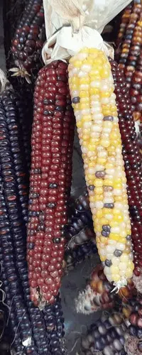 Colorful ears of dried ornamental corn with multicolored kernels arranged closely together.