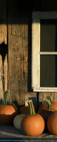 a group of pumpkins in front of a window