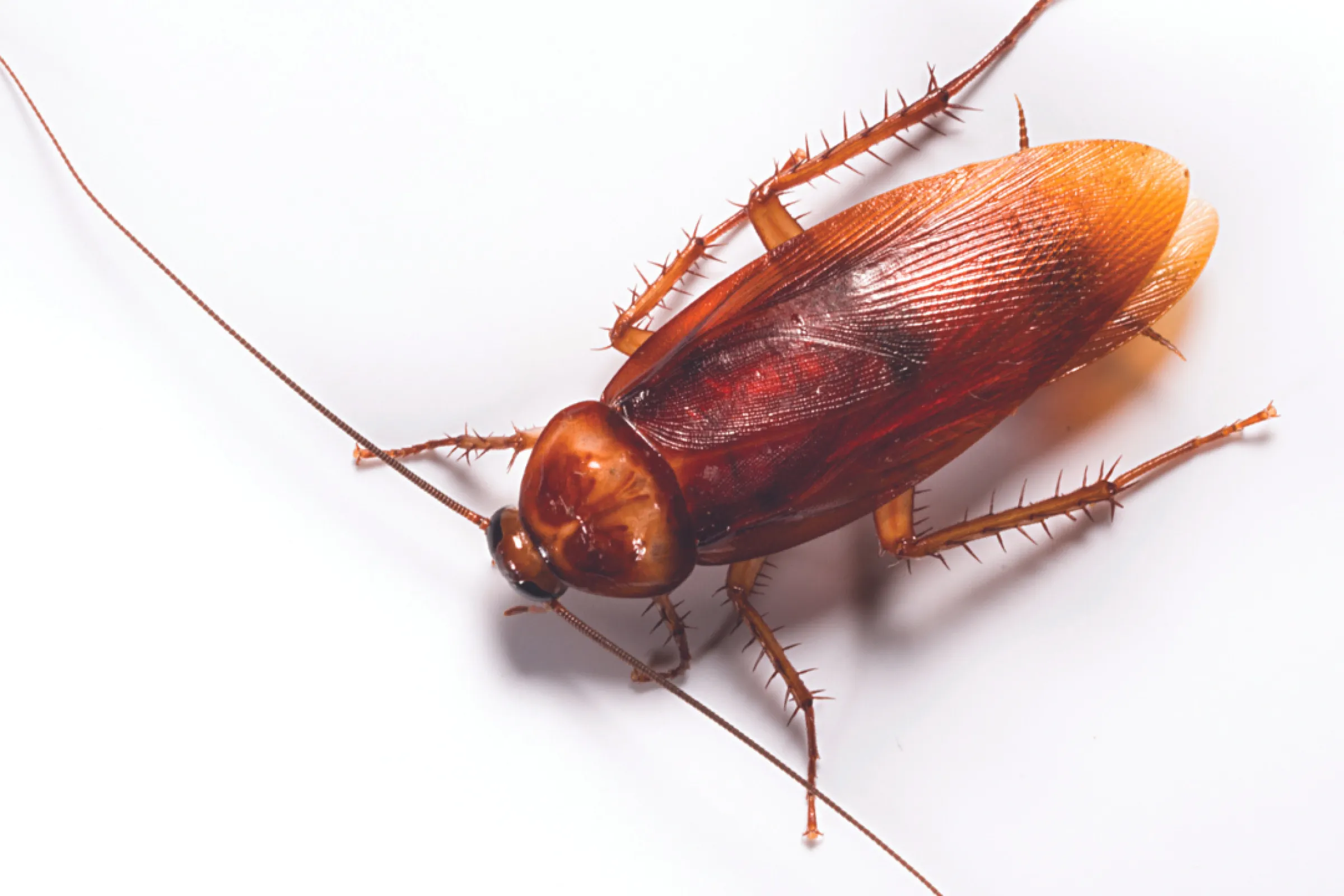 Effective Pest Control Services in Reston VA | PestNow