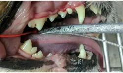 Thumbnail control image for After Dental