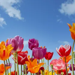 a group of colorful flowers