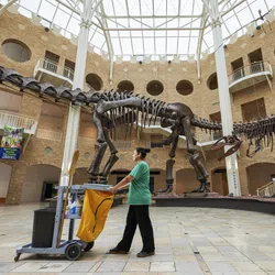 Museum worker cleaning near large dinosaur skeletons in a spacious, well-lit atrium with brick walls.