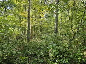 Dense green forest with tall trees and undergrowth illuminated by sunlight filtering through foliage.