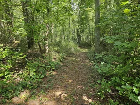 Sunlit forest path surrounded by dense green trees and foliage on a clear day