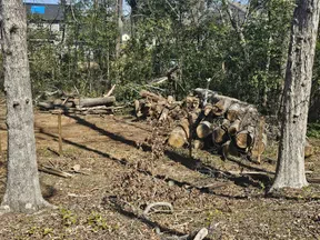 Cleared wooded area with stacked logs, felled trees, and surrounding trees on a sunny day.