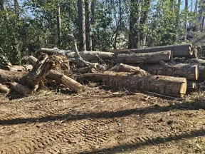 Cut logs and tree trunks piled on cleared forest ground with tire tracks and surrounding green trees.