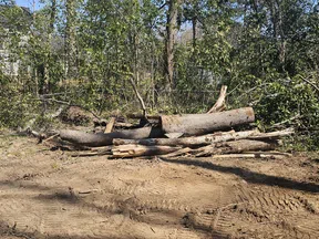 Cut tree logs stacked on cleared dirt ground with green trees and a fence in the background