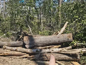 Stacked cut tree logs and branches in a forest clearing with sunlight and green foliage.