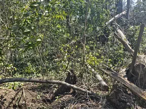 Dense forest area with fallen trees, branches, and green foliage under sunlight.