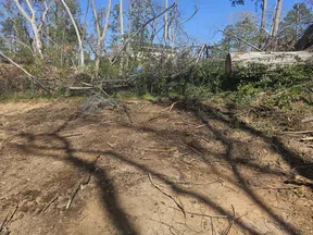 Cleared backyard area with bare soil, tree stumps, and fallen branches under a clear blue sky.