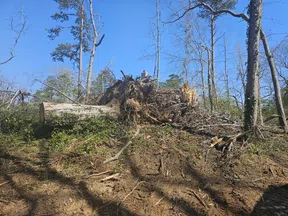Fallen tree with exposed roots on a hill surrounded by bare and sparse trees under a clear blue sky.