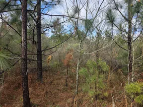 Dense forest with young pine trees, dry brown needles on the ground, and a blue sky visible through branches.