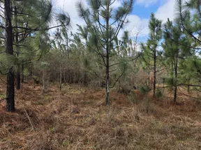 Young pine trees growing in a forest clearing with brown grass under a partly cloudy blue sky.