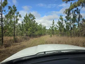 View from a vehicle driving on a narrow dirt trail through a pine forest under a blue sky with clouds.
