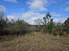 Open field with dry grass, scattered small pine trees, and a clear blue sky with scattered clouds.