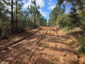 Rugged dirt road through pine forest with tire tracks and a white vehicle in the distance under blue sky.