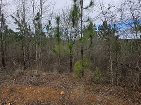 Dense forest area with bare trees, young pine trees, and a patch of exposed orange soil under a partly cloudy sky
