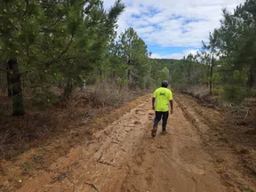 Person in bright yellow shirt walking on a muddy dirt road surrounded by pine trees under a cloudy sky