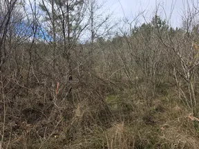 Dense thicket of bare trees and dry grass under a cloudy sky in a natural woodland area.