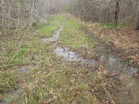 Muddy forest path with puddles and sparse leafless trees on a cloudy day during late autumn.
