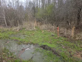 Wet muddy ground with green grass and a red marker stick near a leafless forest edge in early spring.